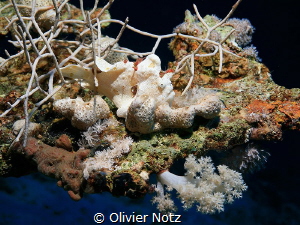 I discovered this frogfish but had the wrong lens with me... by Olivier Notz 